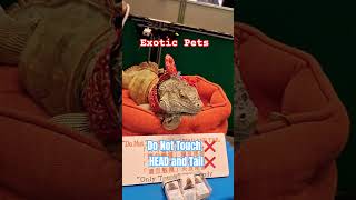 #pets #pet #petlovers #exotic #animals #animal #iguana #shorts #short #shortvideo #shortsfeed #2026