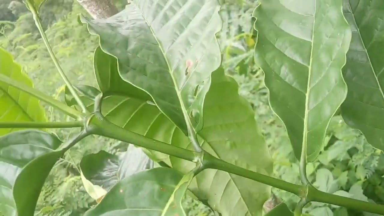 jangan mmbuang tunas pada sambungan baru