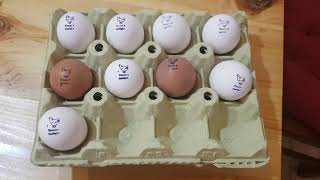 Los Primeros huevos de las Gallinas