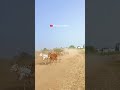 Ghoda gadi race Kolhapur 🔥🐎 || घोडा गाडी शर्यत || घोडा शर्यत कोल्हापूर || #shorts