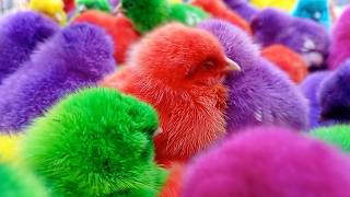 Details Stop Scrolling for This Ayam Lucu Going Viral Right Now | Adorable Chicks Compilation Guide