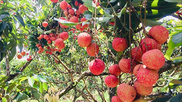 Vải thiều Lục Ngạn | Đến thăm những vườn vải thiều đẹp nhất Lục Ngạn p2 | bản sắc miền núi