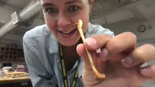 Bone Lab: Skeletal Homology Virtual Lab Stations