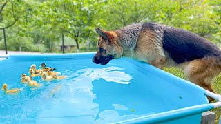 German Shepherd Reacts to Baby Ducklings Bathing in the Pool