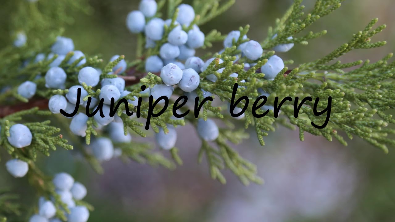 How to Pronounce Juniper berry? YouTube