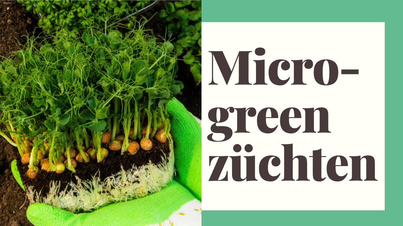 „Microgreens“: Kieler Unternehmen züchtet kleine, gesunde Pflanzen