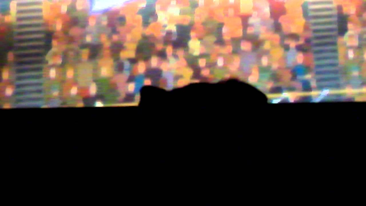 maddie attacks puppy bowl YouTube