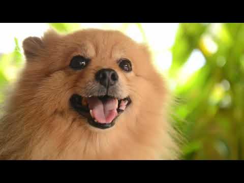 Video: Bir Köpek Eğitimcisine Sorun: Köpeğimin Bakımına Nasıl Kullanılır?