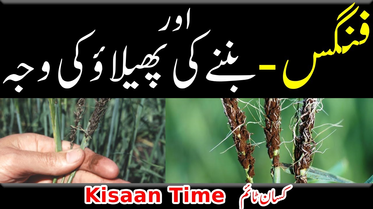 گندم میں فنگس کی بیماری fungus ki bimari لوز سمٹ wheat disease loose sumt kisan time کسان ٹائم