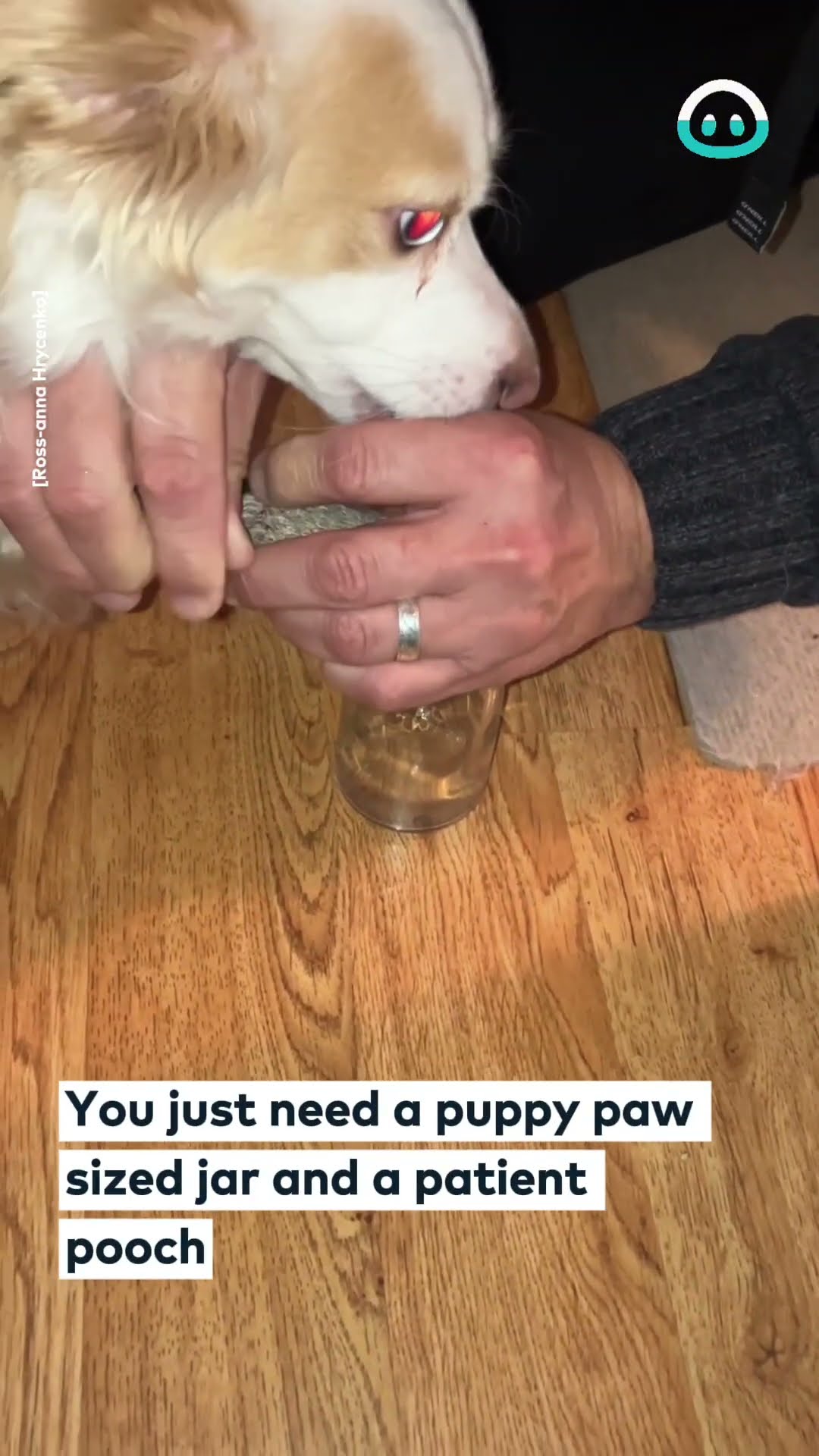 Puppy Boot Hack  || ViralHog