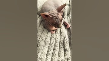 Thumbnail of Zip trying to sleep 😴 #cat #music #cute #song #funnycat