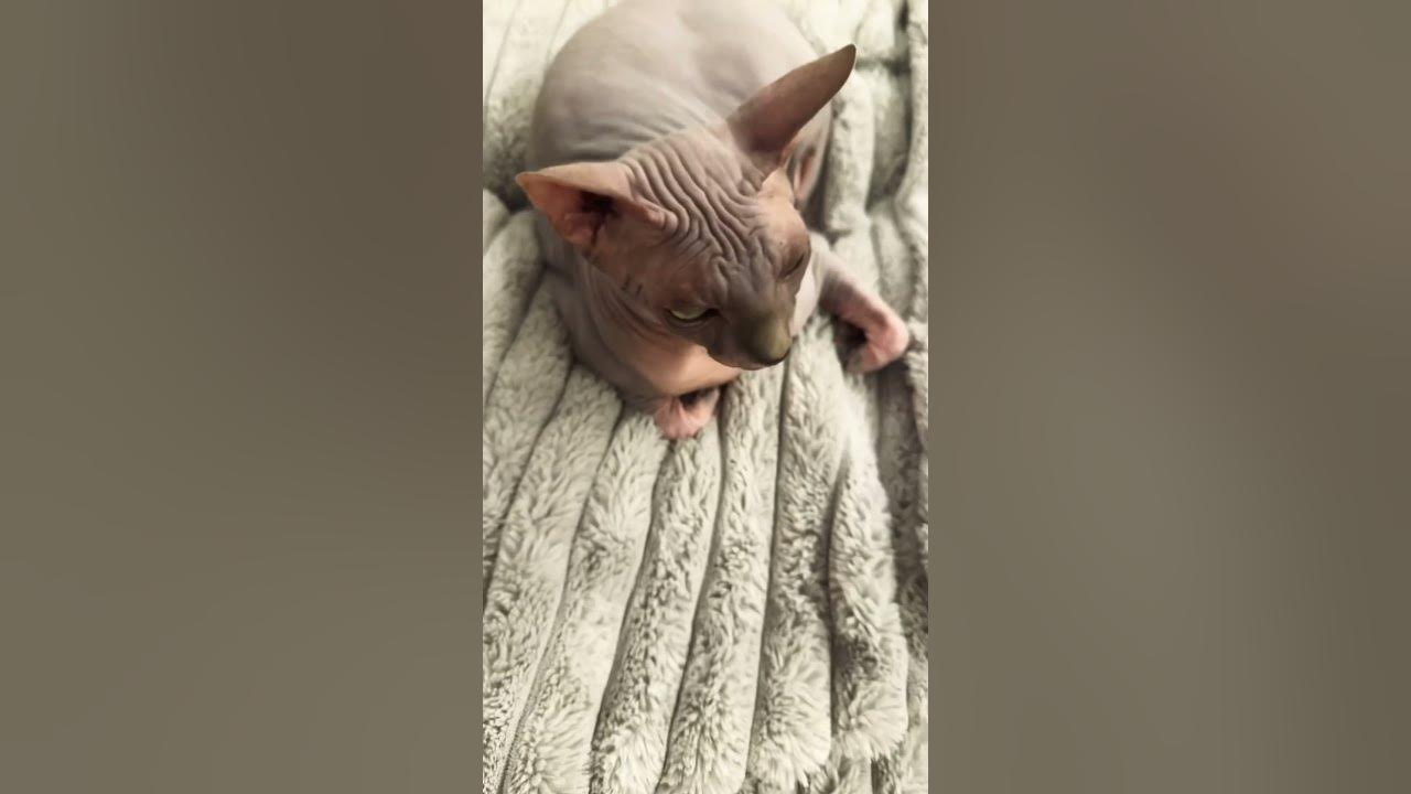 Zip trying to sleep 😴 #cat #music #cute #song #funnycat