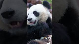 Dato curioso panda - Exploration 21 #shorts #datoscuriosos #exploration21#cute #panda