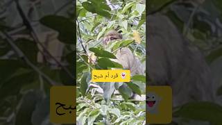 قرد الغابة