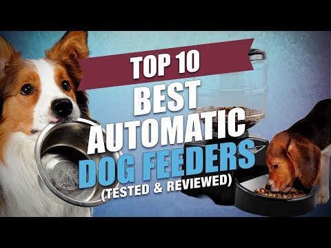 top-10-best-automatic-dog-feeders-of-2018