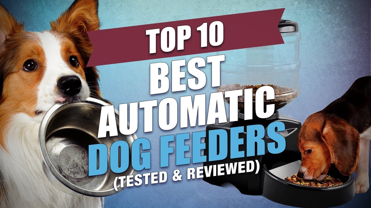 Top 10 Best Automatic Dog Feeder Choices (Updated 2023)