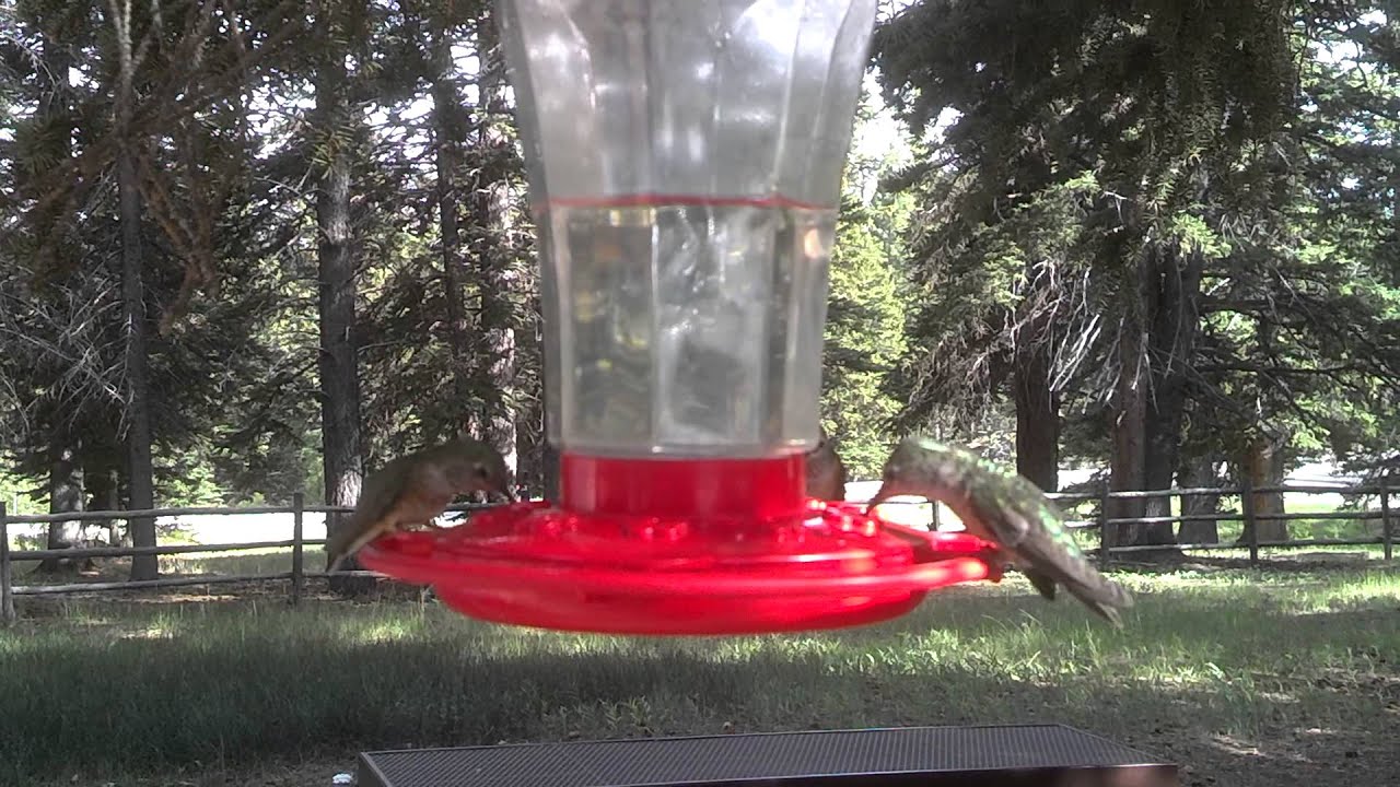 watershed Cluster of Hummingbirds