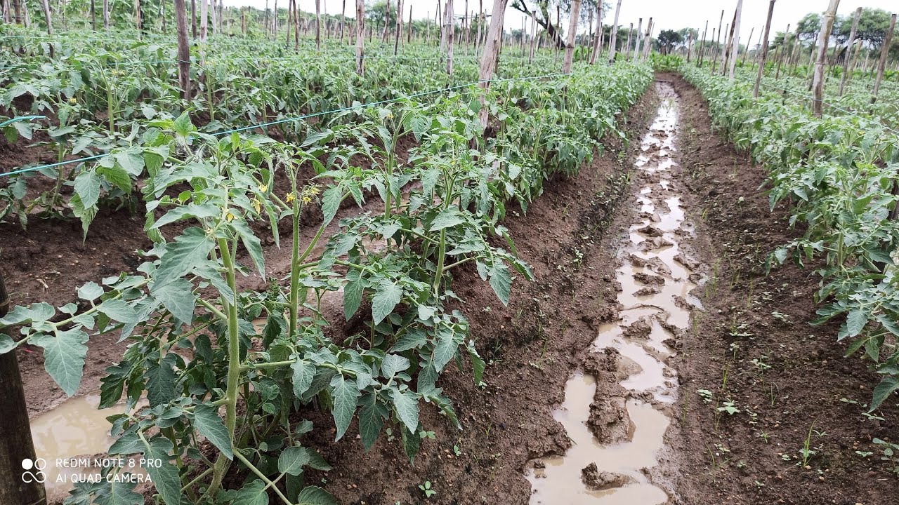 टमाटर की बंधाई कब करें | रस्सी और तार कितना लगता है | tomato farming
