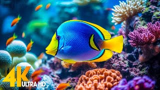 Aquarium 4K VIDEO (ULTRA HD) 🐠 Beautiful Coral Reef Fish - Relaxing Sleep Meditation Music