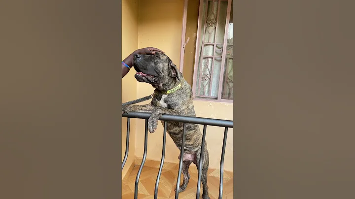 Southern African boerboel ,male