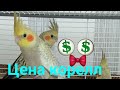 #harizma_ptichka
Купить попугая кореллу Минск