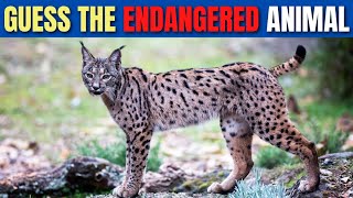 Guess the Endangered Animal – Fun Wildlife Quiz! Endangered Animals Quiz Edition
