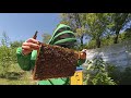 Деление пчелиной семьи