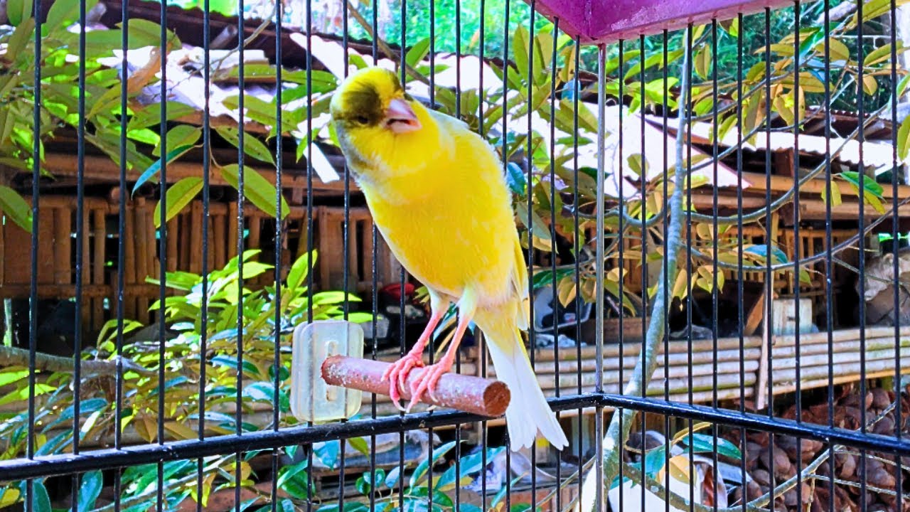 The Canary Calls And Tempts All The Canaries to Sing