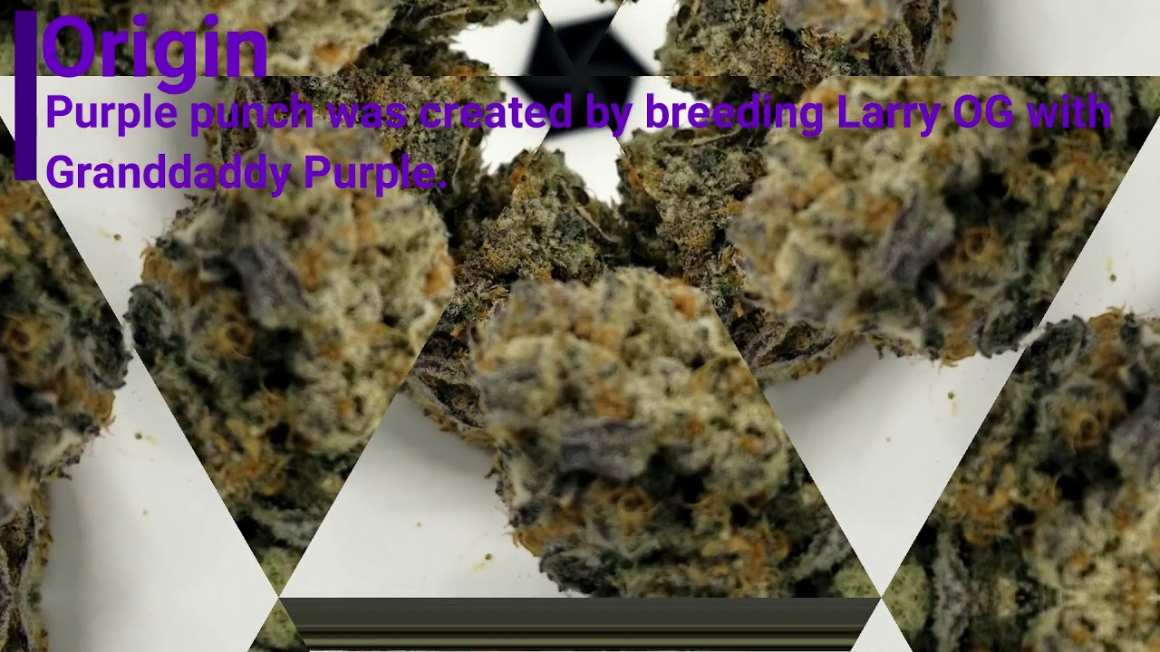 Purple Punch Strain Stats
