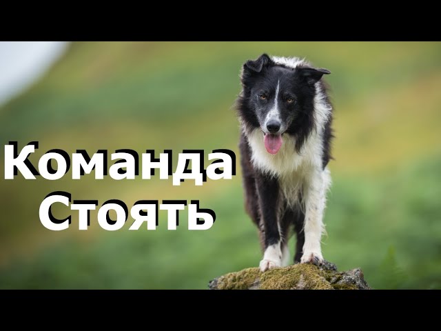 обучение собаки стоять на