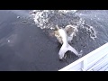 Pescaria de tubarão ou peixe de couro???