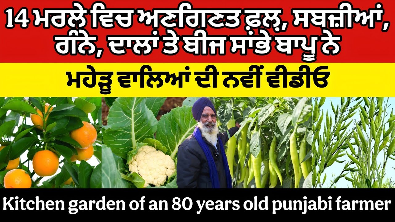 80 years old farmer's garden। 14 ਮਰਲੇ ਵਿਚ ਅਣਗਿਣਤ ਫ਼ਲ਼, ਸਬਜ਼ੀਆਂ, ਗੰਨੇ, ਦਾਲਾਂ ਤੇ ਬੀਜ ਸਾਂਭੇ ਬਾਪੂ ਨੇ