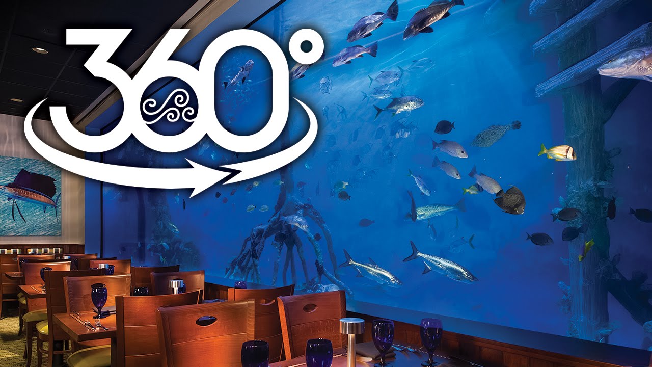 360° Swim with the Fishes at RumFish Grill - YouTube