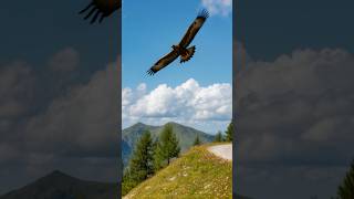 The Golden Eagle