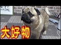 《超ブサかわパグ動画》うちのパグ 久々の大好物に大喜びします!『おまめ日記』 ゴールデンウィークでも当日配達してくれるアマゾン!!