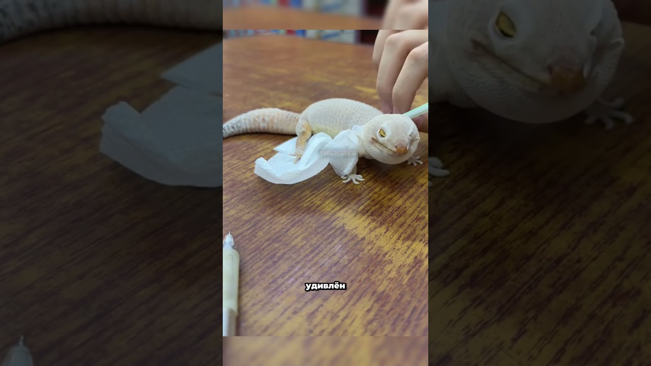 ГЕККОН, КОТОРЫЙ НАДУВАЕТСЯ ПРИ ЛИНЬКЕ #геккон #линька #трикстер