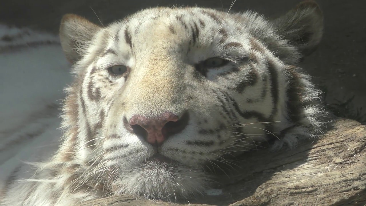 ホワイトタイガー 多摩動物公園［公式］ on X: 