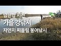 붕어낚시, 가을 강 낚시 찌올림 물가에선나무 동영상