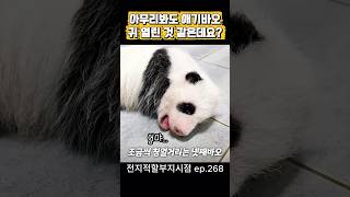 "엄먀~ 날 두고 어디갔냐.." #애기바오 #옹알이