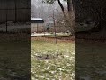 PRE-SNOWSTORM FEEDING FRENZY Squirrels &amp; Birds #nature #wildlife #animals #snow #shortvideos #shorts