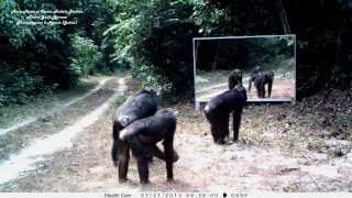 Female Chimpanzees' Fascination With Mirror Incenses Male - Chimpanzé Frappe Le Miroir Des Femelles