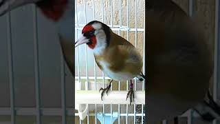 Goldfinch Singing 🎵