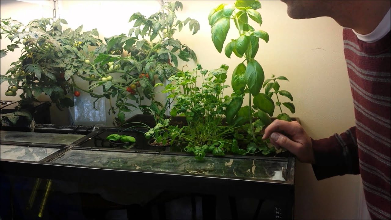 DIY Home Easy Aquaponics In Your Aquarium - One Month ...