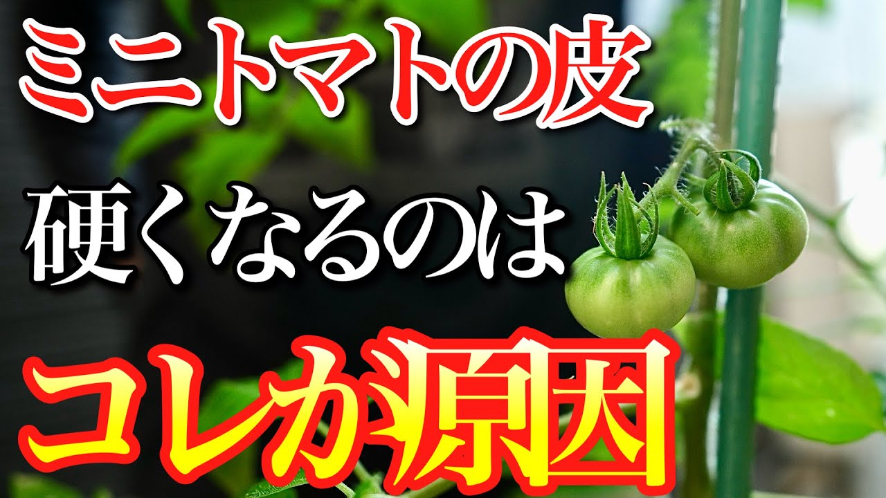 Cherry Tomatoes] This is the reason why the skins become tough, so