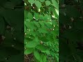 🌧️Relax in 30 Seconds–Cozy Rain Sounds in Your Yard for Sleep & Stress Relief #RainSounds #cozyrain