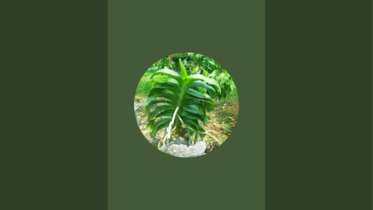 QUẾ XẾP & LAN RỪNG THANH HÓA. LIÊN HỆ 0971922686