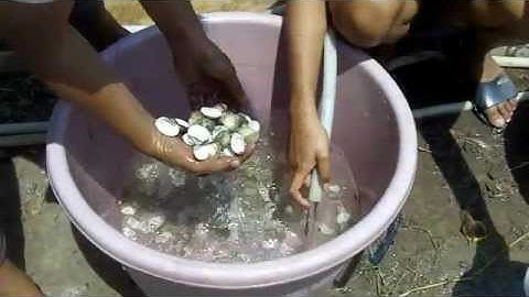 Amazing Natural Dyes Part 1 of 5 - Creating Natural Dyes