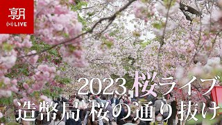 桜の通り抜け 造幣局 : 桜の通り抜け（大阪）