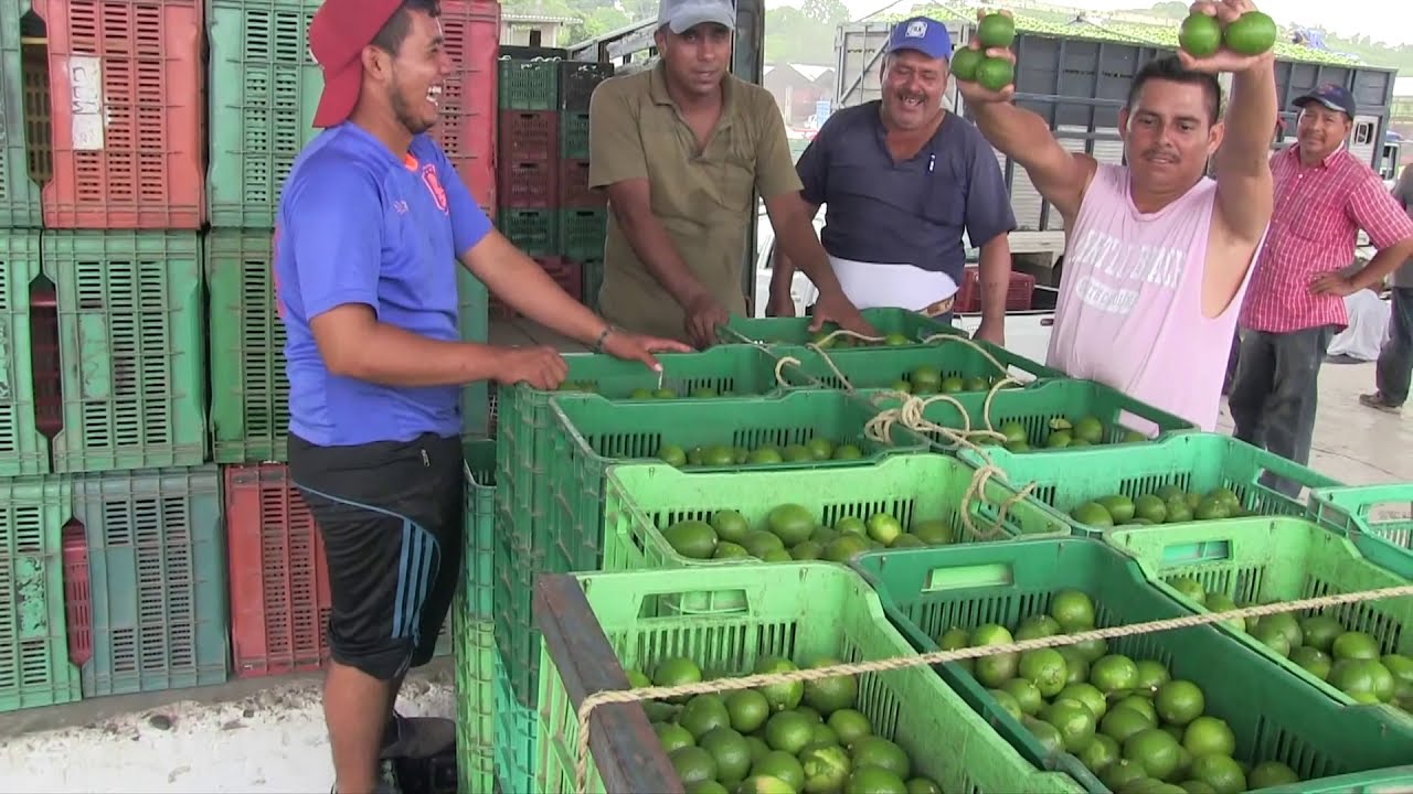 LIMON PERSA de MEXICO