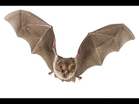 Gorongosa Field Notes: Capturing Photographs of Bats in Flight